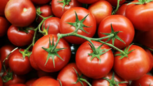 Saarbruecken Entdecken Tomate2